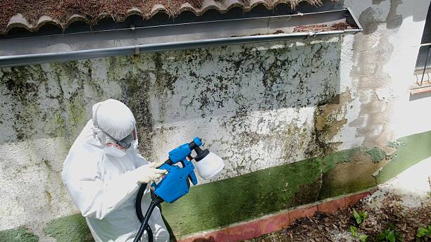 Trusted Mold Remediation service in Orlando, FL - Cheap Mold Removal